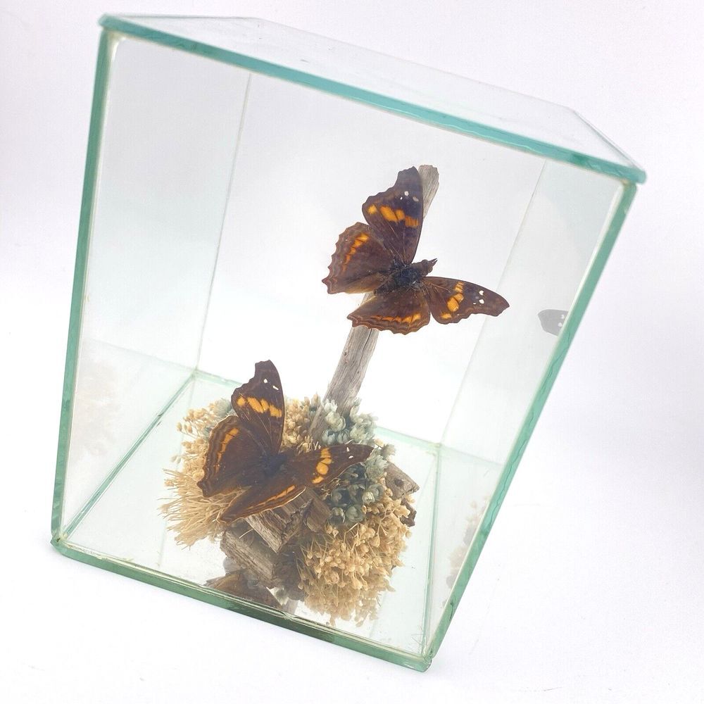 Vintage 2 Moth Butterfly Taxidermy Diorama Glass 70'S Decor Case‎ Dried Flowers